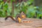 Issaquah, Washington State, USA. Douglas squirrel eating peanuts off of a wooden patio table Art Print